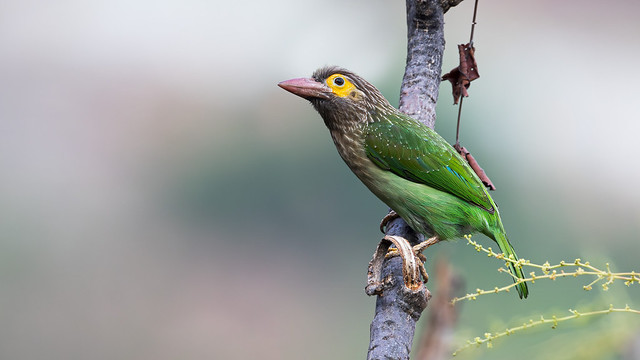 A Brown Headed Barbet on a hill slope