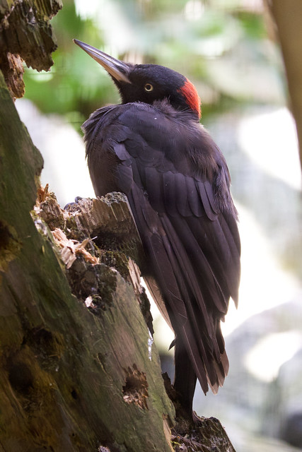 Black Woodpecker ♀ Dryocopus martius