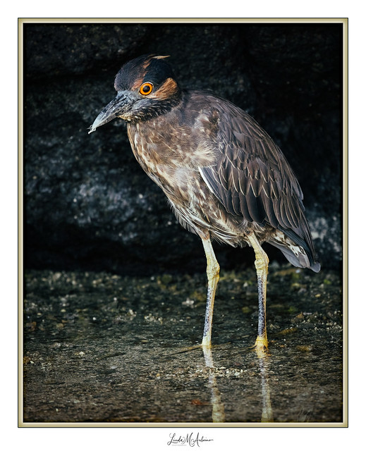 Gold-Crested Night Heron