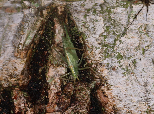 Egegræshoppe (Drumming Katydid / Meconema thalassinum)