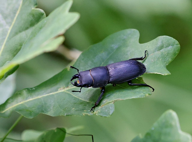 Bøghjort (Lesser Stag Beetle / Dorcus parallelipipedus)