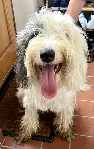 A photo of a white dog with long hair, a few grey patches, and a long tongue hanging from its smiley mouth