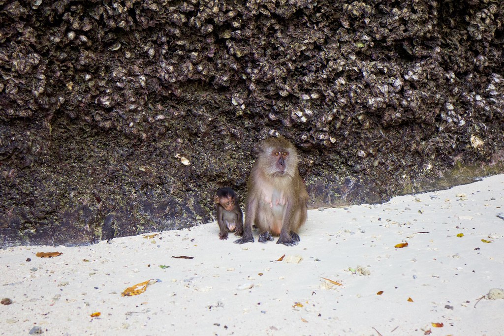Pareja de monos en la bahia de Phi Phi Pareja de monos en la bahia de Phi Phi