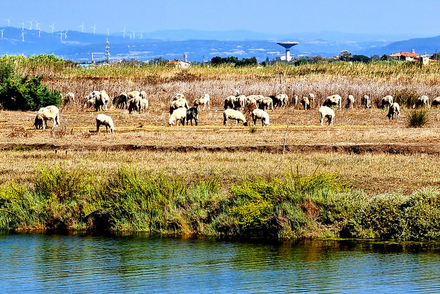 2023-09-09 Sardegna: acqua, pecore, ripetitori e pale eoliche