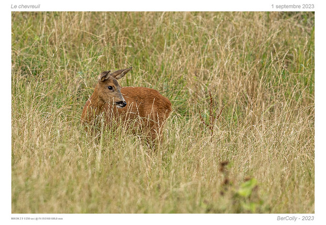 Le chevreuil | Deer