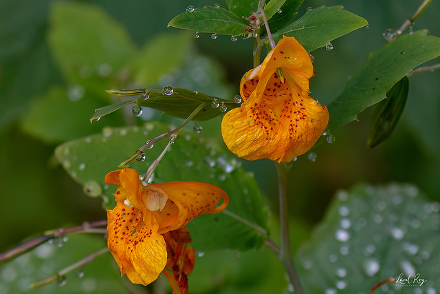 Balsamine du cap / Impatiens capensis / Spotted jewelweed