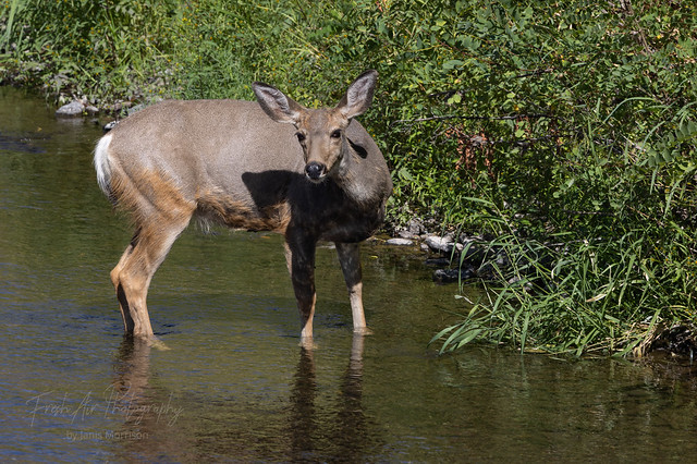 Rocky mountain mule deer (Odocoileus hemionus hemionus) Touchet River, Wainsburg, Washington