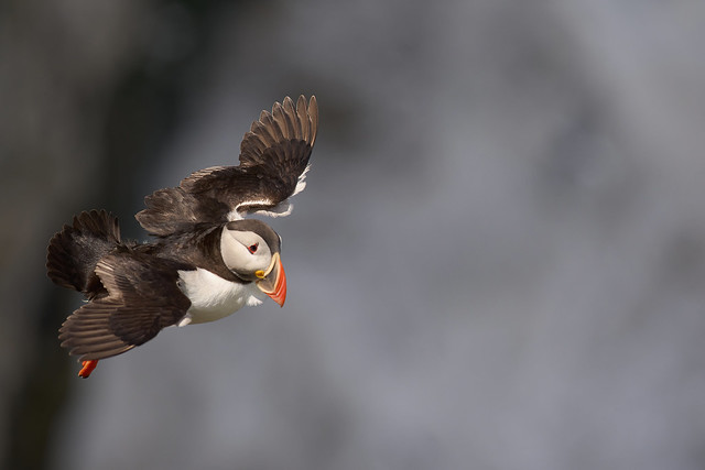 Puffin in flight; close flypast