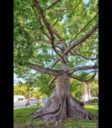 The Kapok Tree (Ceiba pentandra) - Key West, Florida by J.L. Ramsaur Photography, The Kapok Tree (Ceiba pentandra), also called the Ceiba tree or Silkcotton tree, is one of Key Wests