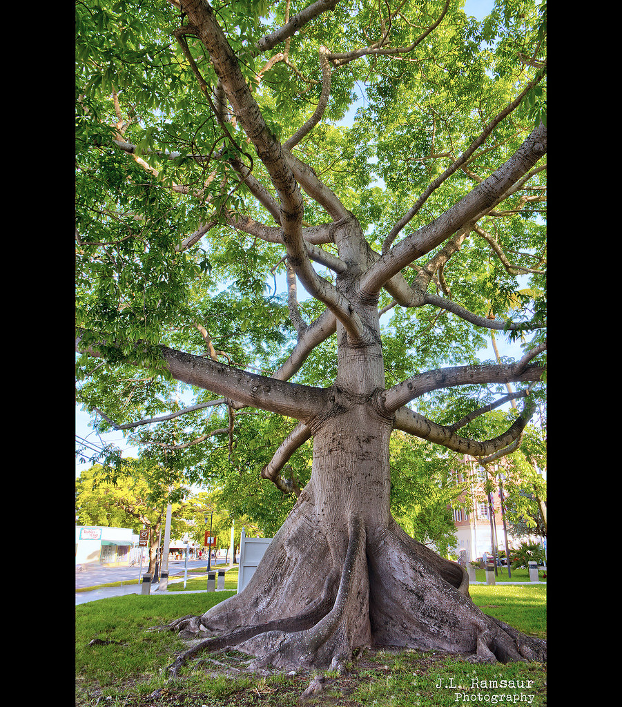 The Kapok Tree (Ceiba pentandra) - Key West, Florida