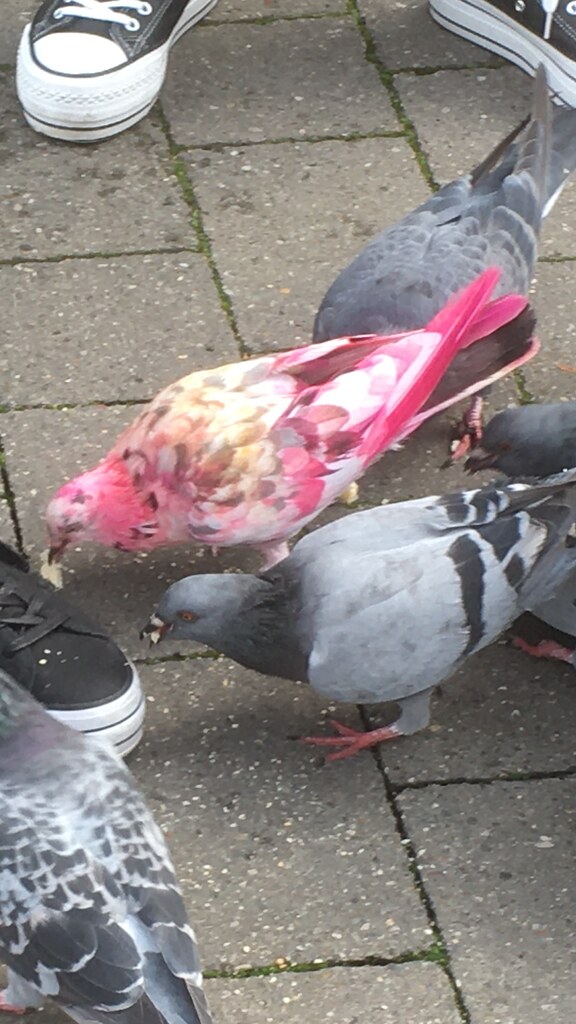A PINK pigeon in Bury, Lancashire.  — WOW  !!! A trendsetter