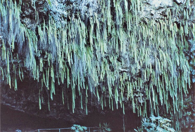 scanned film: another trip to kauai; the fern grotto  1-90