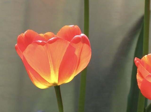 Electric Tulip