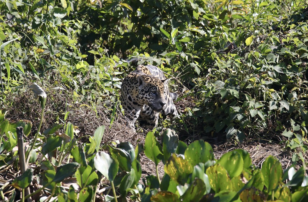 Jaguar prowling on the riverbank