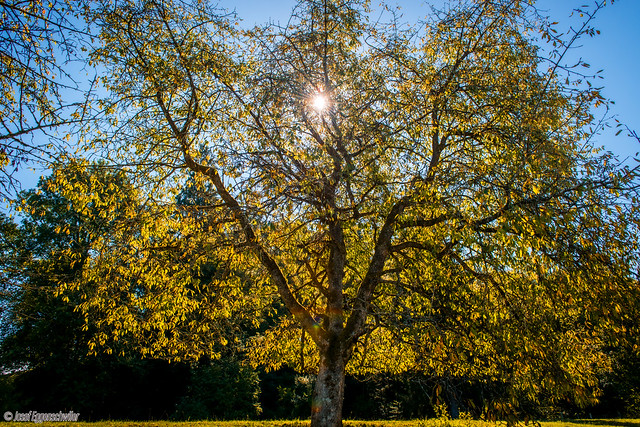 Herbstlicher Kirschbaum/Autumnal cherry tree