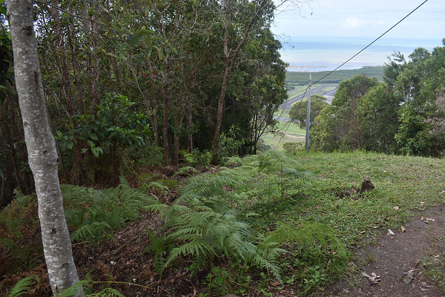 Pteridium esculentum, Lumley Hill Lookout, Cairns, QLD, 11/08/23