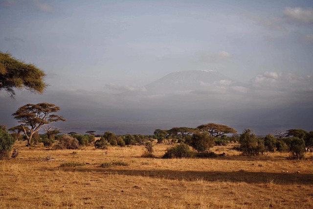 Kilimanjaro Backdrop
