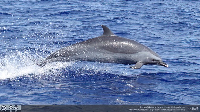 熱帶斑海豚#Stenella attenuata