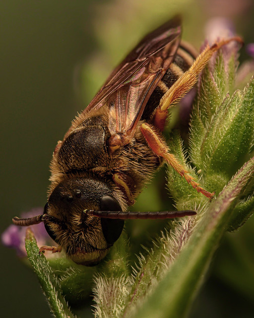 Furrow bee (Halictus)