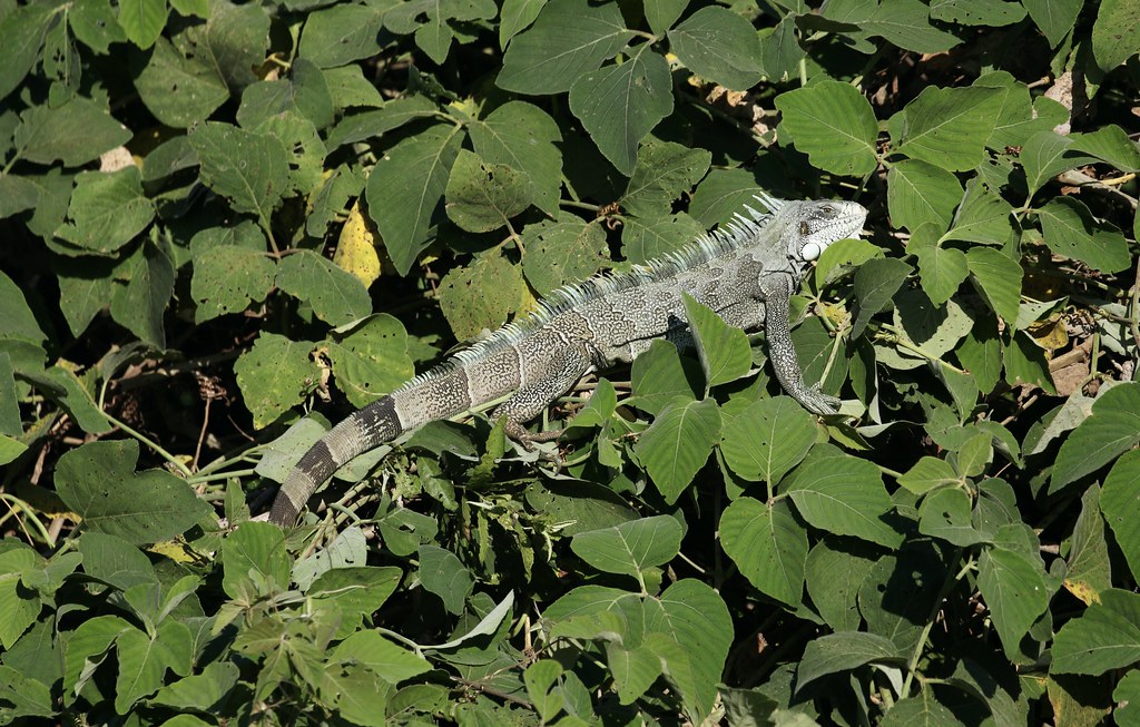 Green Iguana in bush