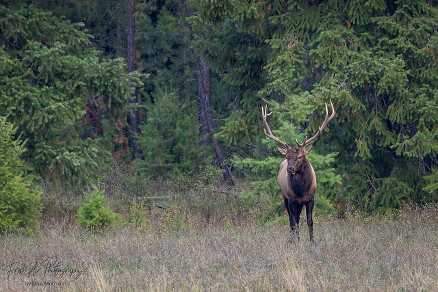 Rocky Mountain Elk (Cervus elaphus nelsoni) Athol, Idaho