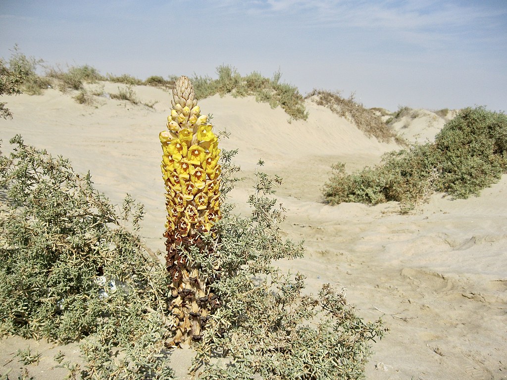 Desert flowers in Khawr al Udayd, Qatar (خور العديد)
