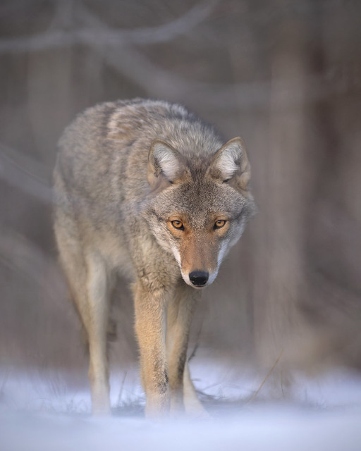 Eastern Coyote, taken this past spring, Ontario.