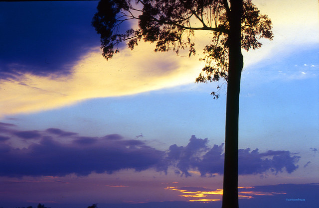 Eucalyptus tree and sky  (Rollekin 35mm adapter for 120 camera)