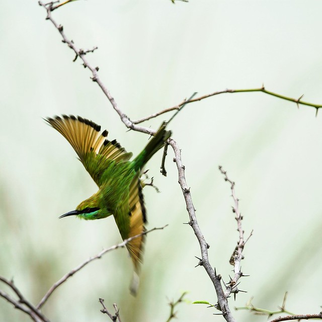 Portrait of Asian Green Bee Eater