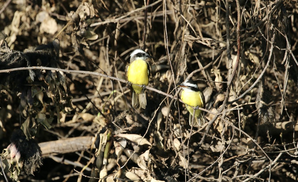 Lesser Kiskadee (pitangus lictor) pair on branch