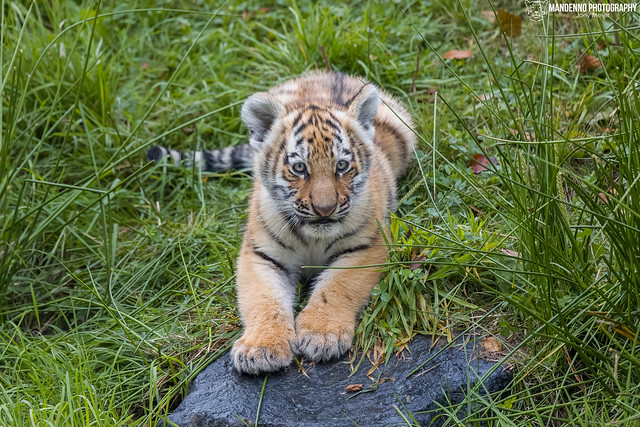 Siberian Tiger Cub - Aqua Zoo Leeuwarden