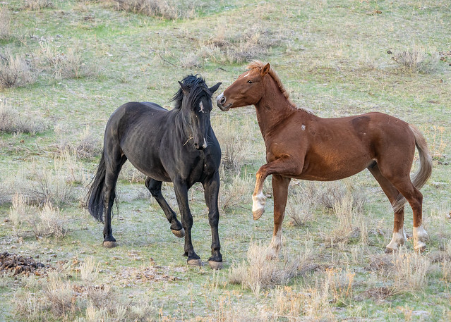 Wild Stallions having a discussion