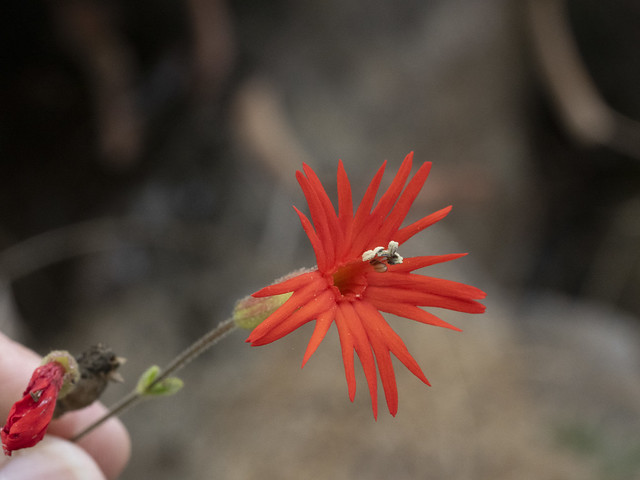 Cardinal Catchfly (Silene laciniata, Caryophyllaceae)