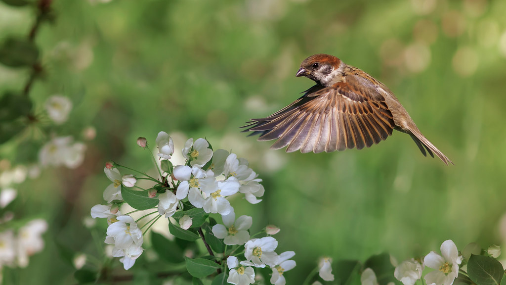 sparrow flying towards an apple tree