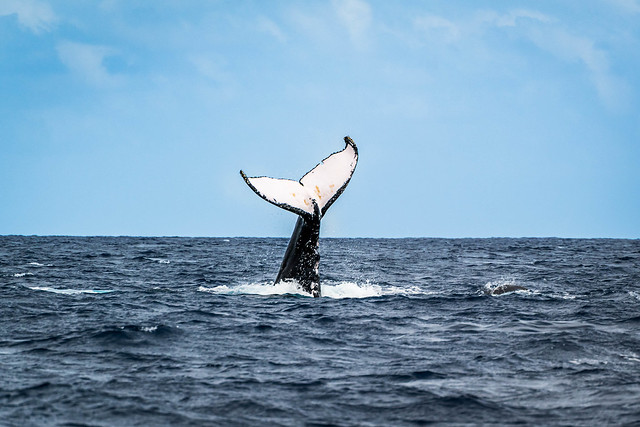 cute whale tail!