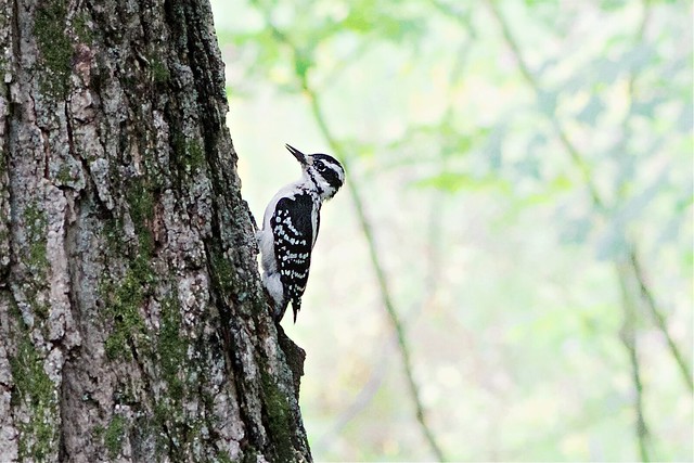 Woodpecker in the Forest
