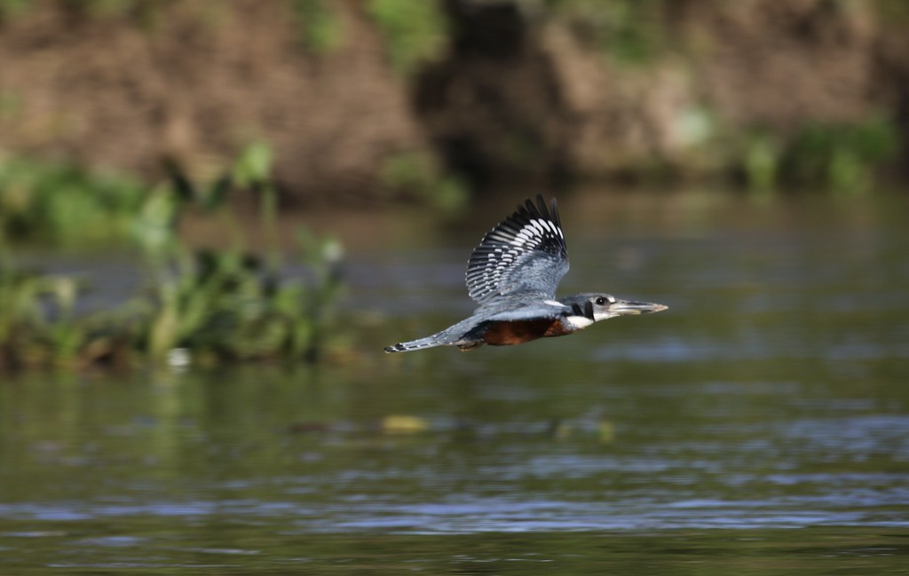 Ringed Kingfisher (megaceryle torquata) flying by
