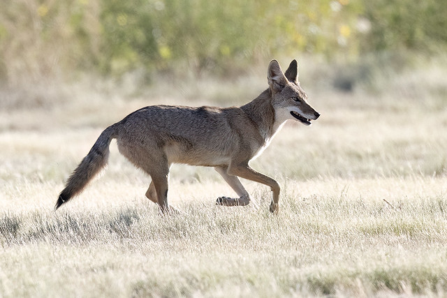 _07A2846 Running Coyote