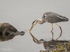 Grey heron & reflection