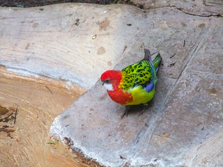 Discovery Cove eastern rosella Platycercus eximius