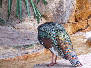 Discovery Cove Ocellated Turkey