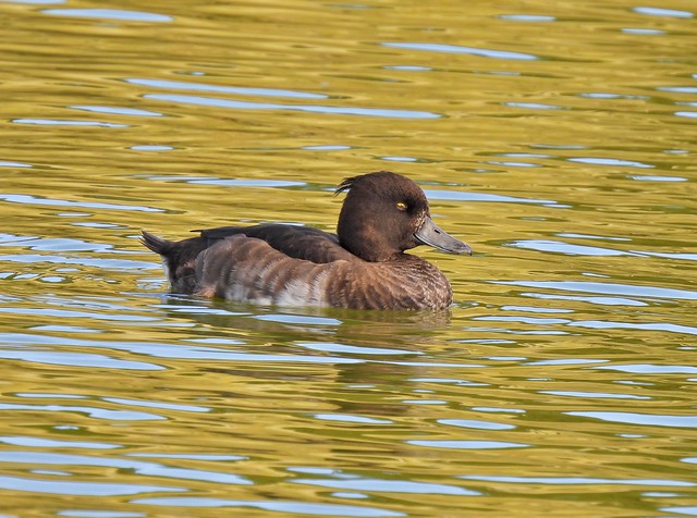 Tufted Duck, Boating Lake, Helston, Cornwall 22 September 2023