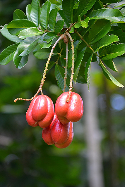 Three red lobed ripe Ackee ... beautiful and sometimes poisonous