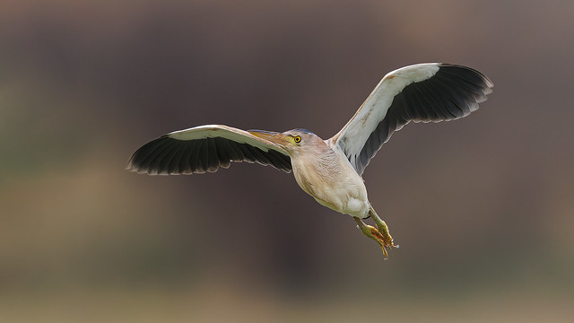 An Yellow Bittern in flight over the edge of a lake
