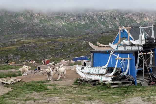 Greenland dog and dog sleds
