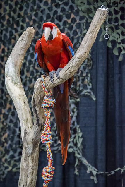 Tulare County Fair - Brad's World Reptiles - Macaw