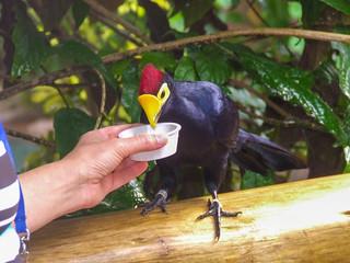 Discovery Cove Ross's turaco