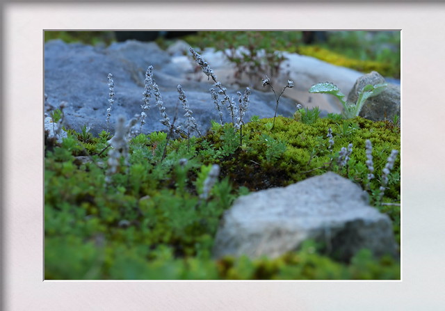 Limestone moss garden 8-studio