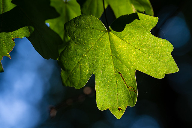 The evening sun plays with the structures of the leaves