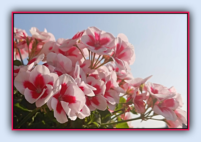 Geranium Blossoms